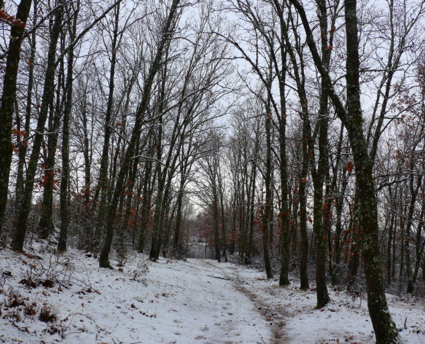 bosque en invierno