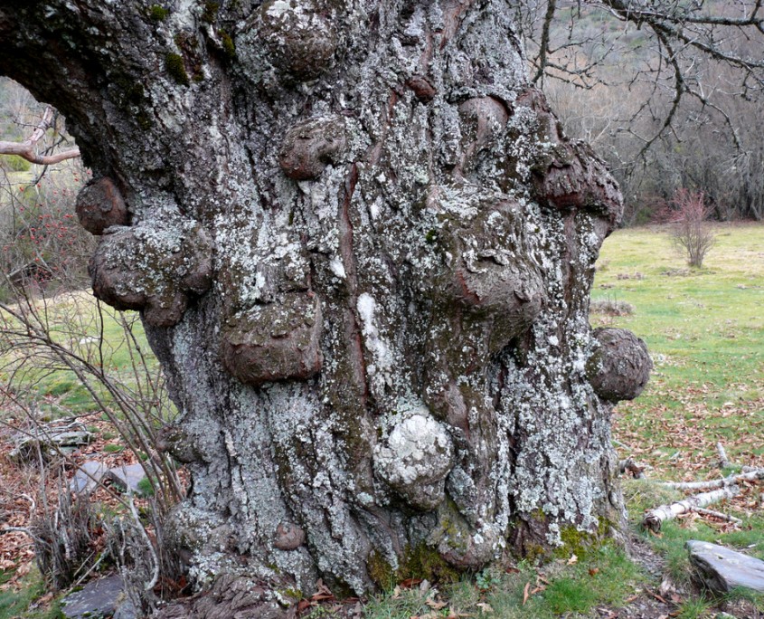 viejo tronco del cerezo